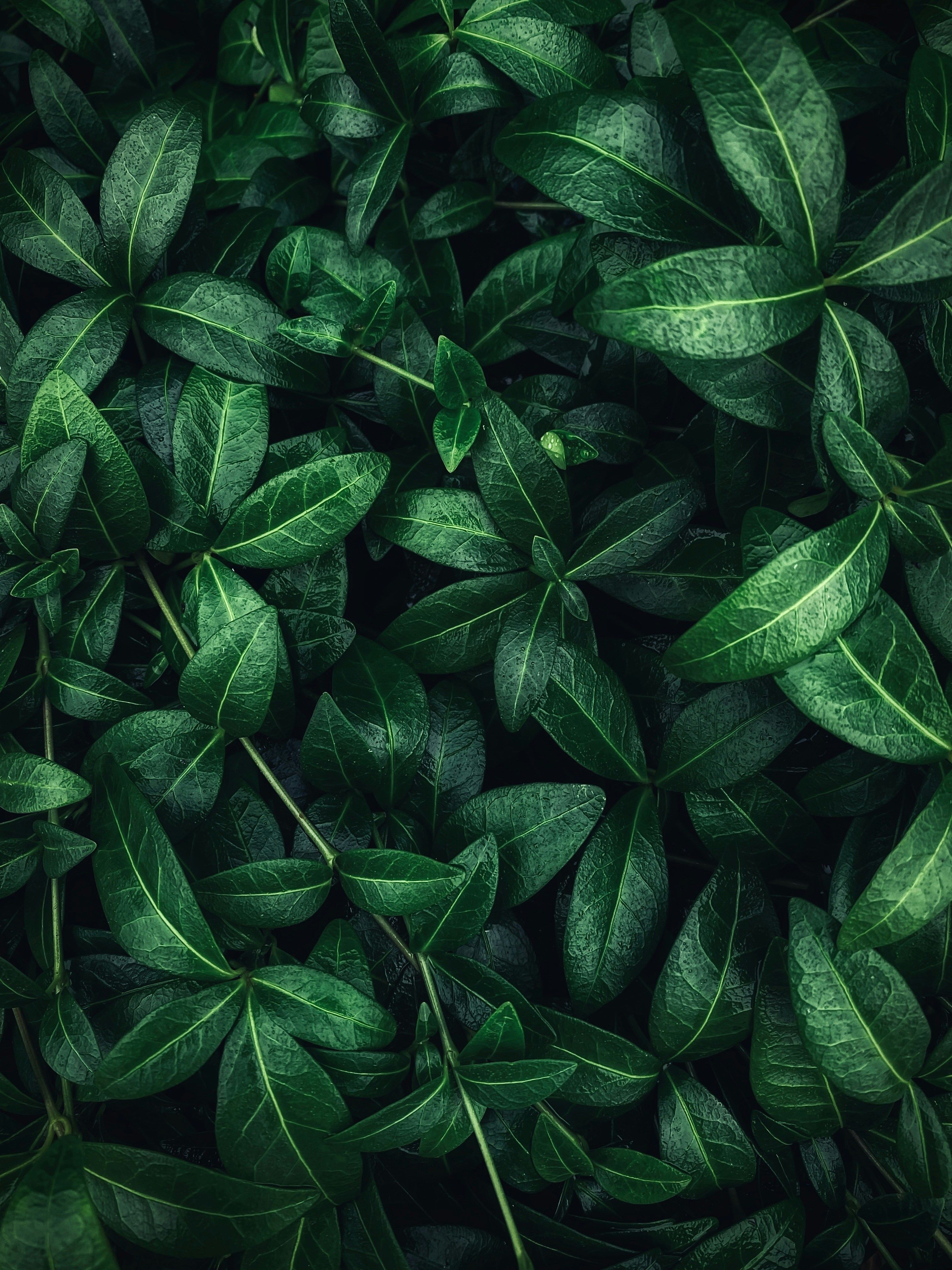An above shot of some very green leaves